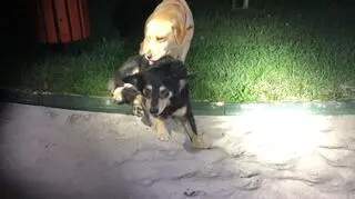 Biszkoptowa labradorka dbała o swojego kompana