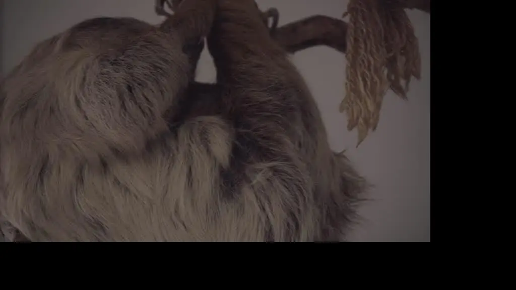 VIDEO Leniwiec_mały