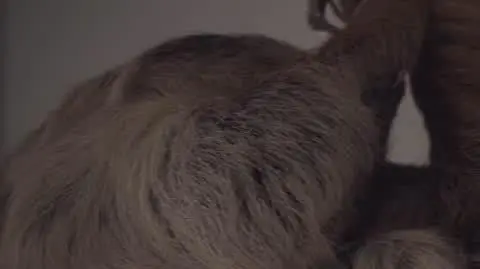 VIDEO Leniwiec_mały