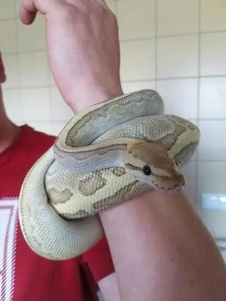 Pyton królewski uciekł właścicielowi i pełzał po wrocławskim Nadodrzu