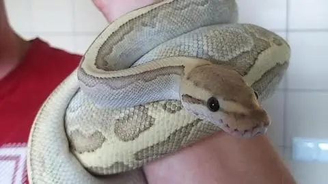 Pyton królewski uciekł właścicielowi i pełzał po wrocławskim Nadodrzu