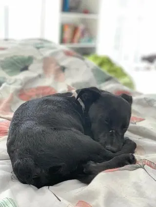 Koniec z gehenną szczeniaka