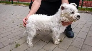 Zostawił psa przed sklepem, gdy wrócił czworonoga już nie było