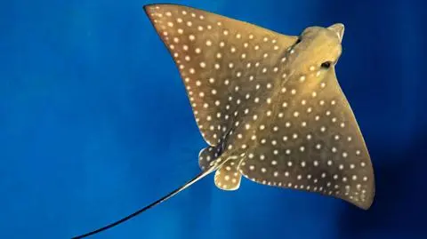 Młode orlenie cętkowane przyszły na świat we Wrocławiu