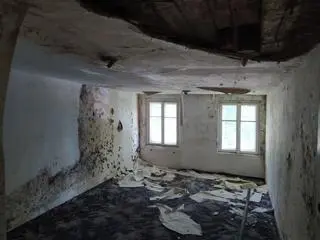 Grzyb na ścianach