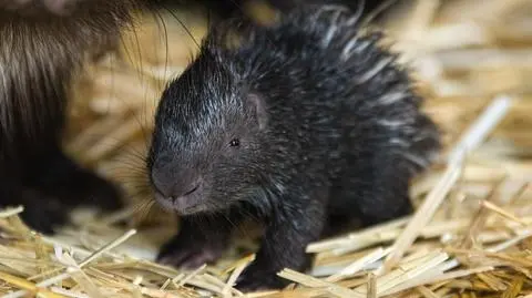 Podwójne bliźniaki "delikatnych twardzieli"