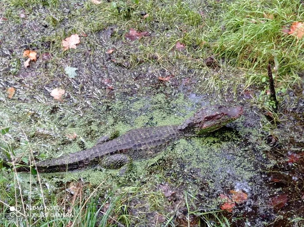 Aligator we Wrocławiu