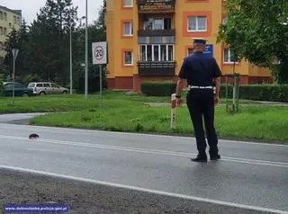 Policjanci zatrzymali ruch, by jeż mógł przejść przez jezdnię