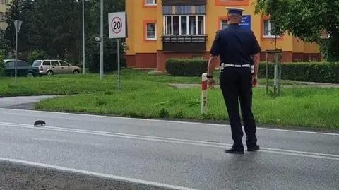 Najpierw zanieśli pisklę do gniazda, chwilę później zatrzymali ruch, by przez drogę mógł przejść jeż