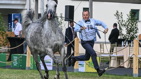 Dni Konia Arabskiego 2025 w Janowie Podlaskim