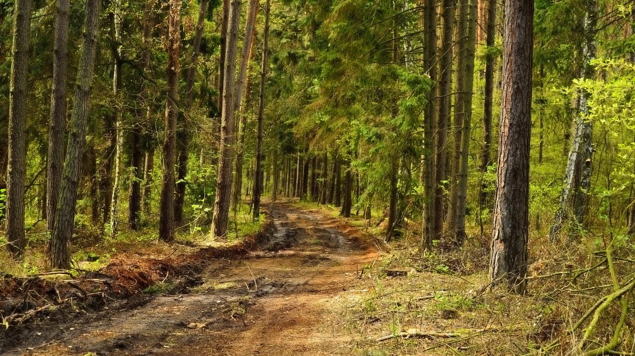 Po awanturze z rodzicami uciekł przez okno. Policja szuka go w lesie