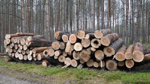 Wiceminister klimatu i środowiska Edward Siarka: zapotrzebowanie na drewno jest gigantyczne