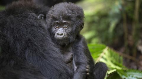 Kradną, dziobią i rzucają w zwiedzających. Niegrzeczni mieszkańcy zoo