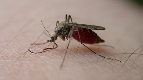 Super malaria atakuje w Azji
