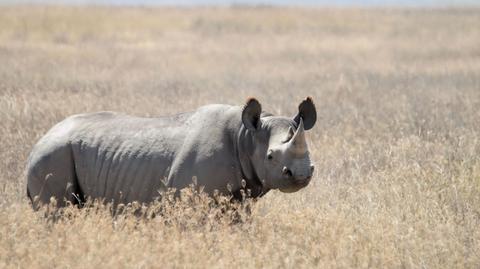 Aukcja rogów nosorożców. Legalna choć kontrowersyjna