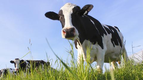 Krowy emitują więcej gazów cieplarnianych niż transport
