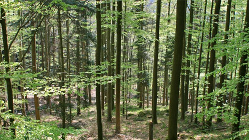Miliony z lasów na "schetynówki". 13 poprawek do budżetu