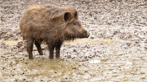 Kolejny przypadek wirusa afrykańskiego pomoru świń na granicy z Białorusią