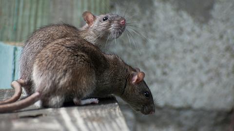 Miliony na walkę ze szczurami