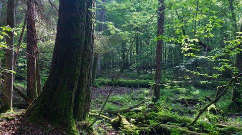 Bogatszy kraj- więcej nowych lasów