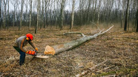 Drzewo z wiatrołomów kiepsko się sprzedaje