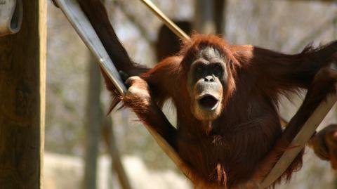 Tinder dla orangutanów. Niezwykły projekt naukowców