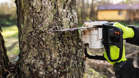 Prezes PiS obiecuje szybki powrót poprawki o wycince drzew