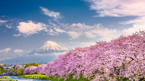 Hanami, czyli podziwianie kwiatów wiśni w Japonii