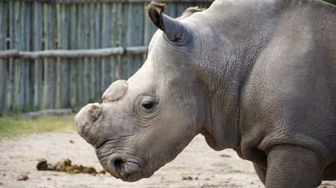 Handel rogami nosorożców. Ten kraj dał zielone światło
