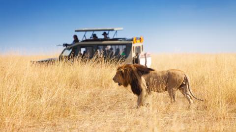 Odkrywanie Afryki. "Najkrótsze safari to pięć dni, na krócej nie warto"