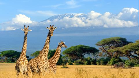 Jak tanio podróżować do Kenii