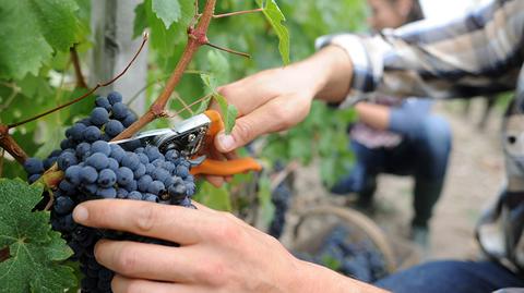 Francja. Winnice gołocone przez złodziei 