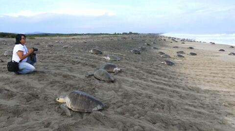 Żółwie trzęsą plażą w Meksyku