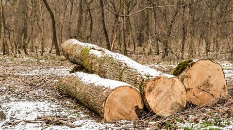 25.01.2017 | Nowe zasady i nowe opłaty. Kiedy można ściąć drzewo na działce?