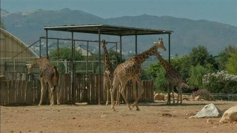 Grecki kryzys uderza w zoo