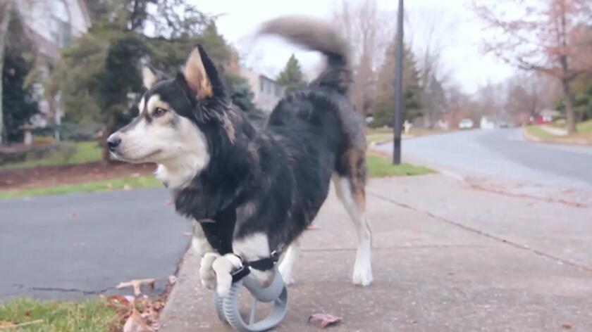 Świat technologii: Derby - niepełnosprawny pies z protezami