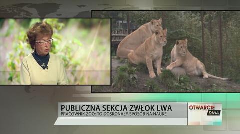 Publiczna sekcja zwłok lwa