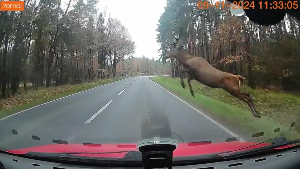 Jeleń "przeleciał" nad maską samochodu