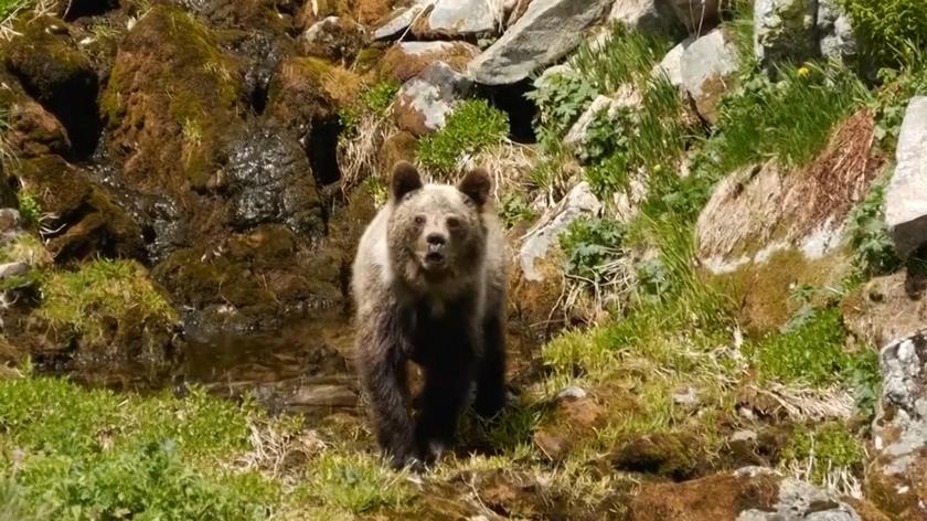 Spotkanie z niedźwiedziem w Tatrach