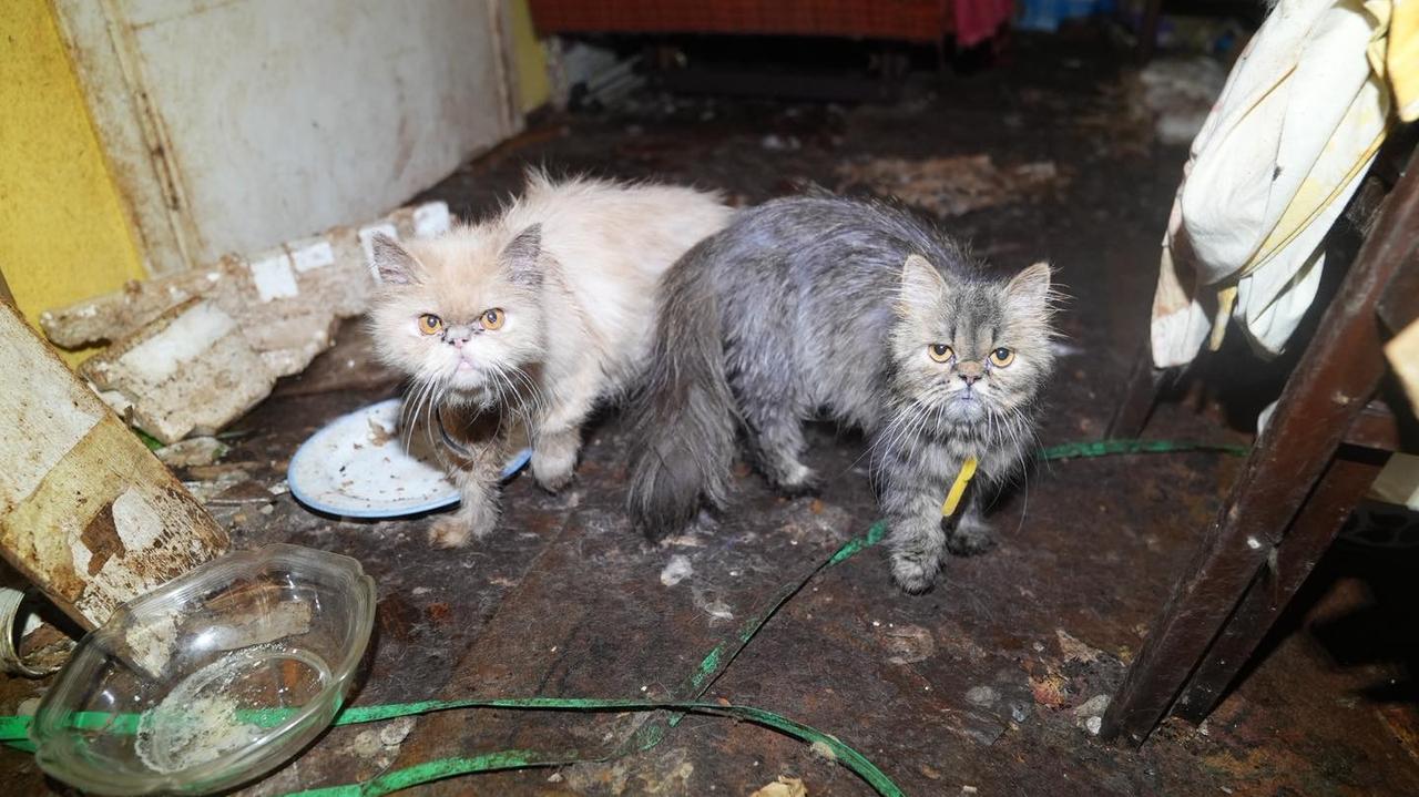 Szokujące odkrycie w jednym z domów w Nowym Targu. Właścicielce odebrano zwierzęta