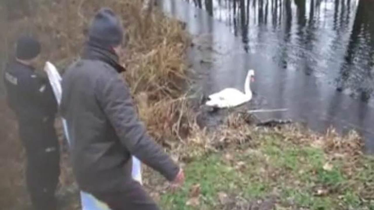 Zmęczony łabędź siedział na jezdni. 