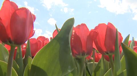 Tulipany zakwitły jak co roku, jak nigdy ogród nie zaprasza do zwiedzania