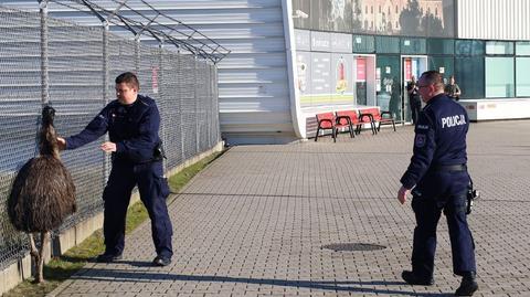 Struś spacerował przy lotnisku. Został schwytany przez policjantów