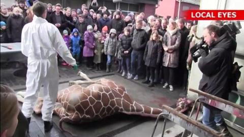 10.02.2014 | Burza po egzekucji żyrafy z ZOO w Kopenhadze