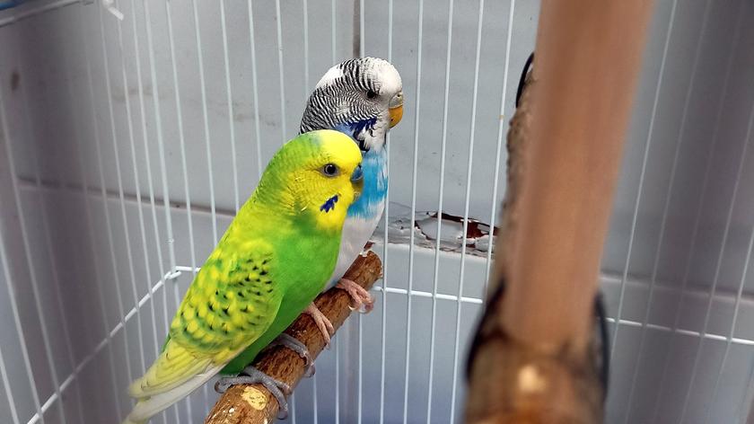 Do lubelskiego Egzotarium trafiły dwie papugi znalezione na śmietniku