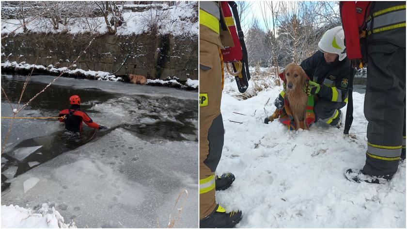 Strażacy uratowali psa uwięzionego w lodowatej rzece