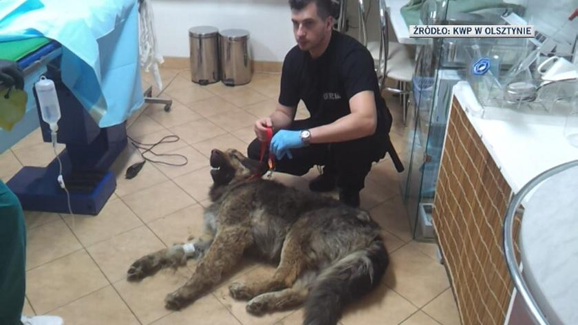 24-letni Sebastian O. uderzył swojego psa Barrego siekierą i zakopał żywcem w lesie