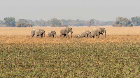 Park Narodowy Kafue w Zambii