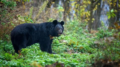 Niedźwiedź pogryzł biegacza w Tatrach. Ratownicy: zwierzę zaatakowało trzy razy (wideo z 13.10.2022)