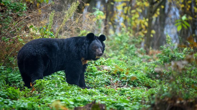 Niedźwiedź pogryzł biegacza w Tatrach. Ratownicy: zwierzę zaatakowało trzy razy